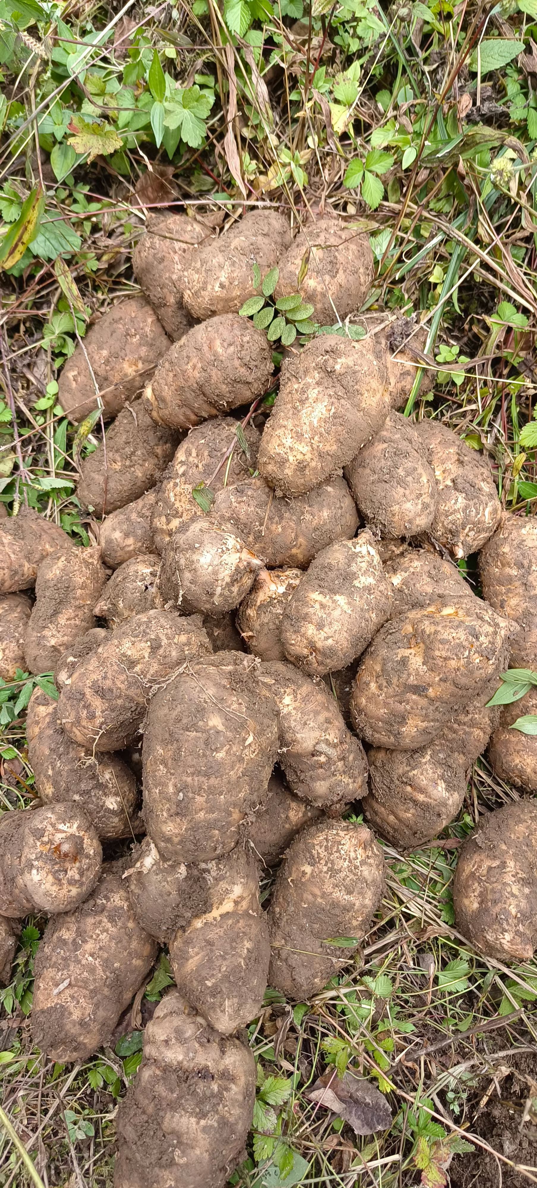 小草坝乌天麻   2000米海拔产品，价格小贵但是品质保证