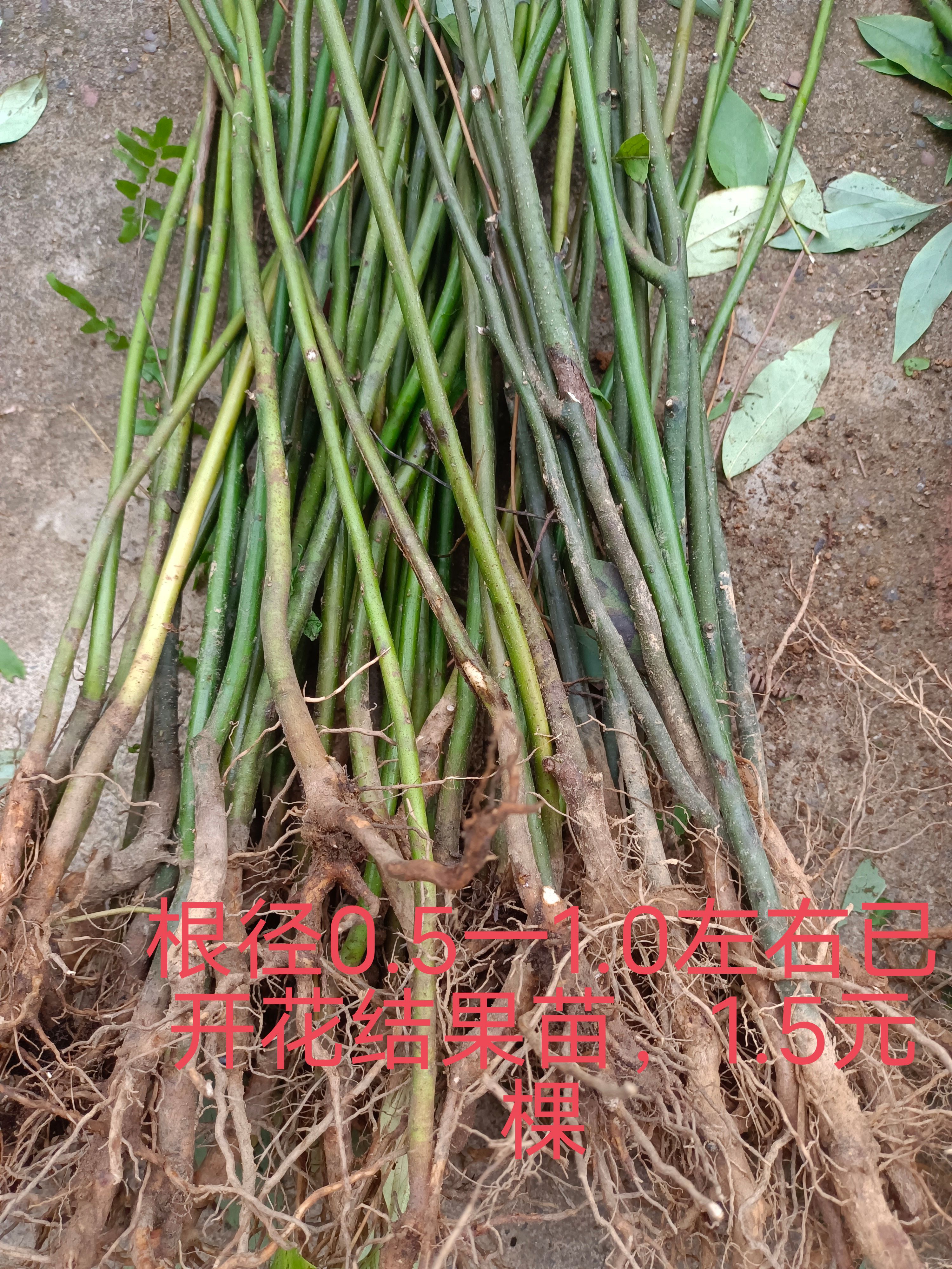 山苍子苗木姜子苗