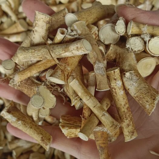 玉林五指毛桃节