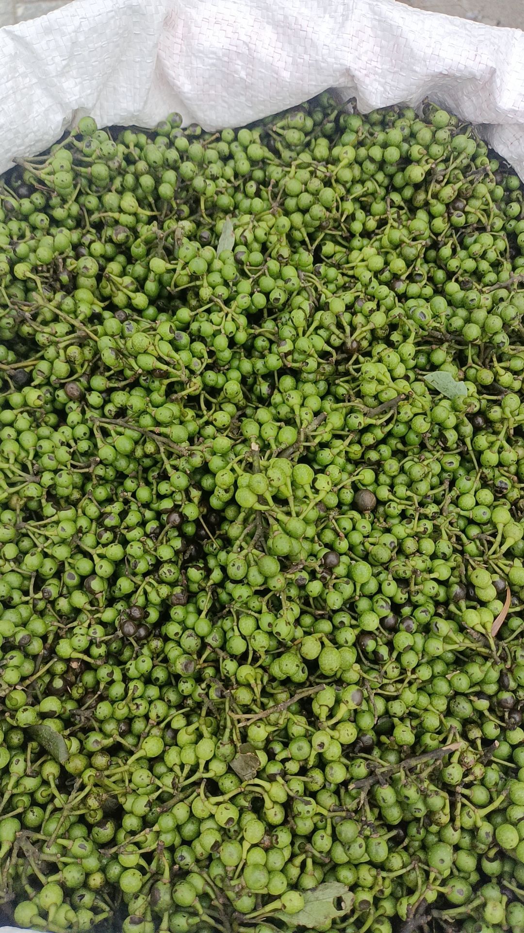 山苍子苗木姜子苗