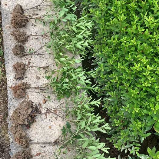 郴州马尼拉草皮