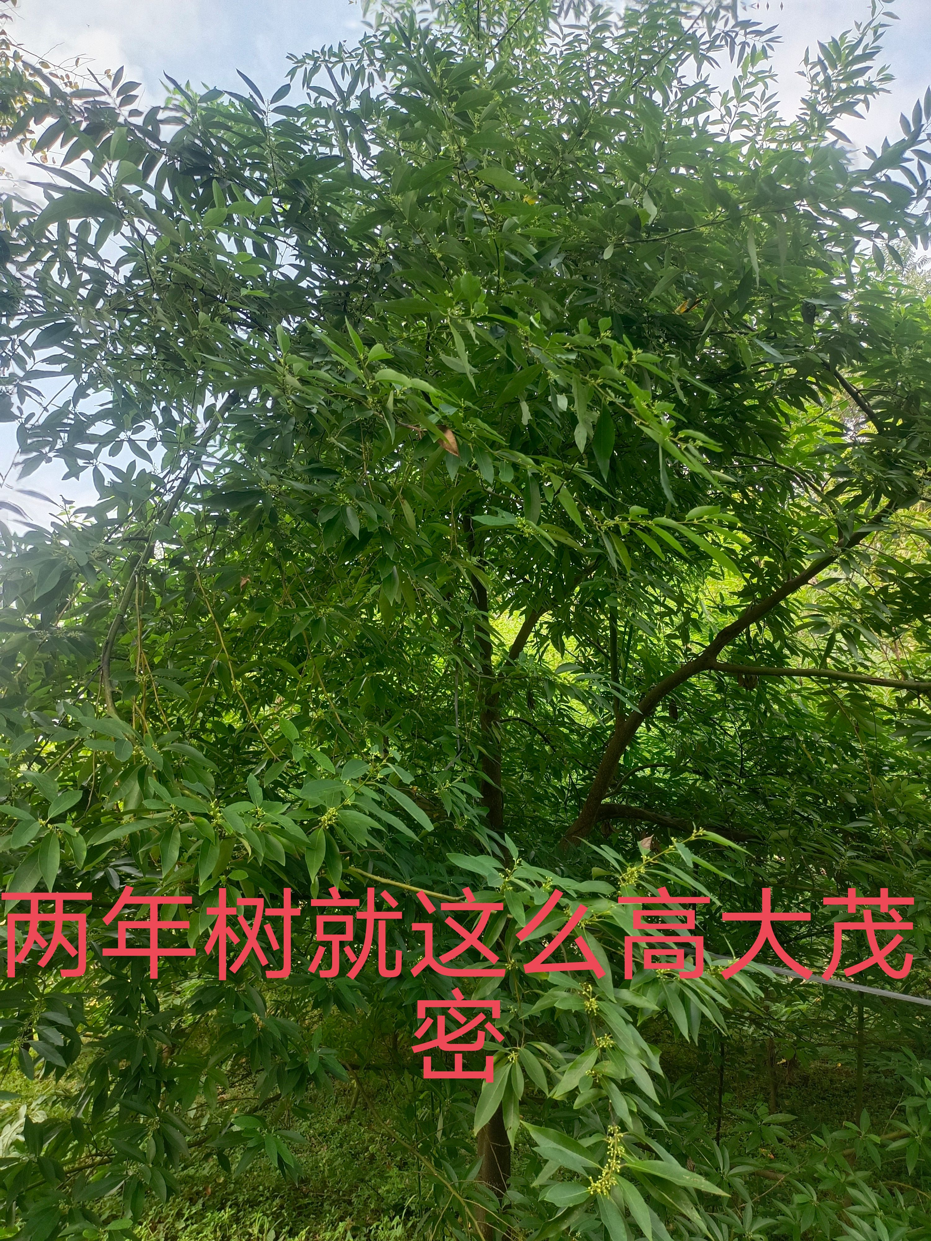 山苍子苗木姜子苗