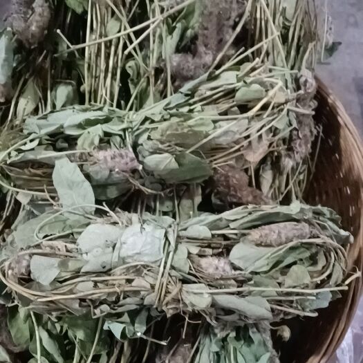 梧州狸尾草，干货，，质量基本如图。15一斤。