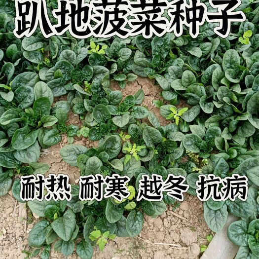 通许县河南趴地菠菜，闻名遐迩，质量好，营养价值高，手工好，价格不，