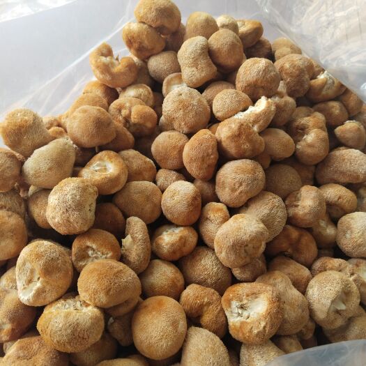 武定县长白山猴头菇