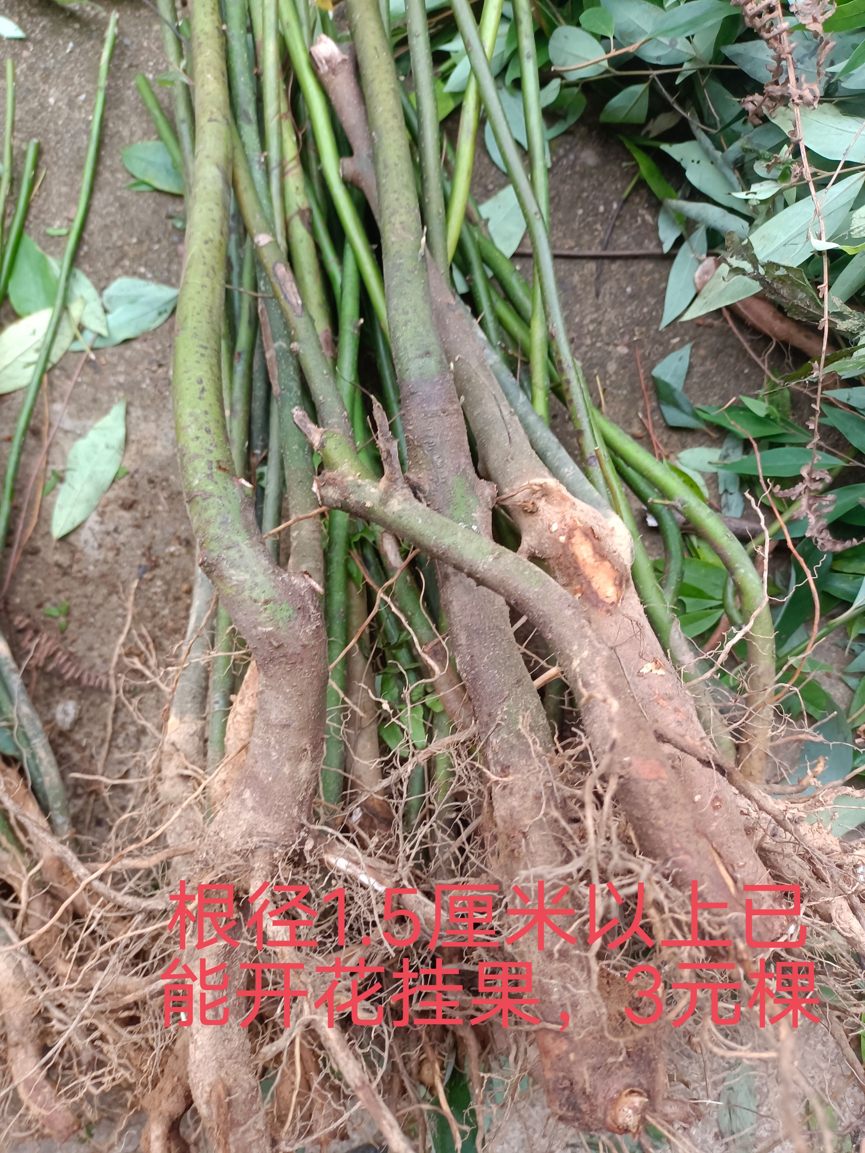 山苍子苗木姜子苗