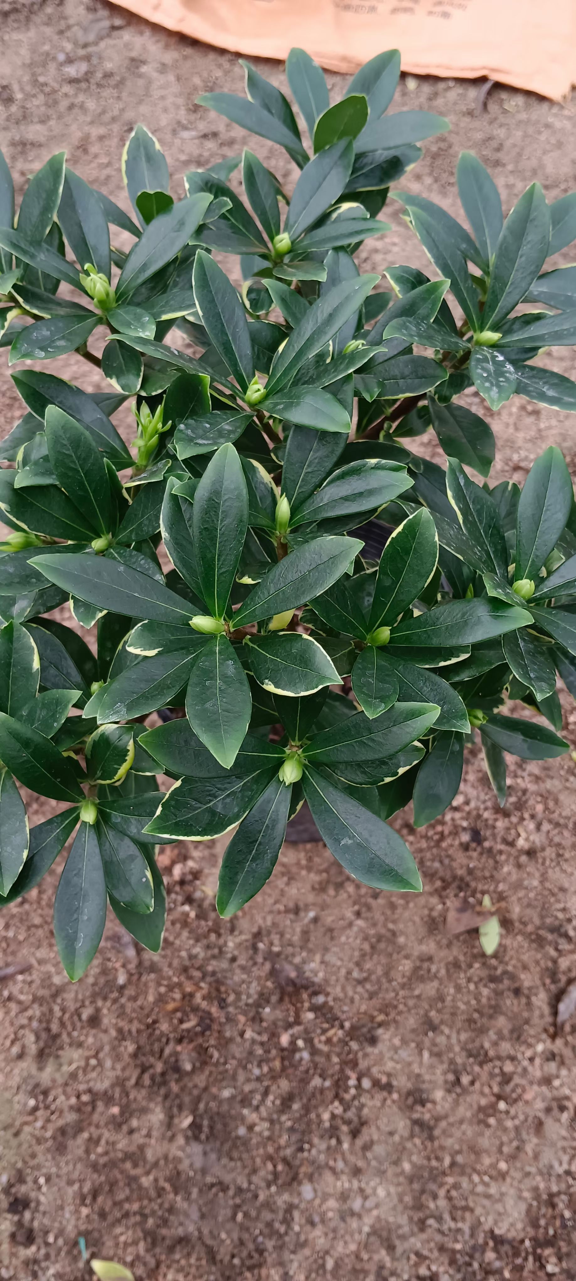 瑞香基地直销，量大价优，一手价源