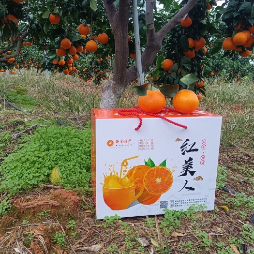 新余红美人果冻橙