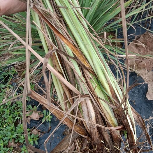 桂平市香茅草