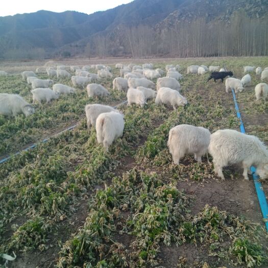 围场县出售山羊公母羔