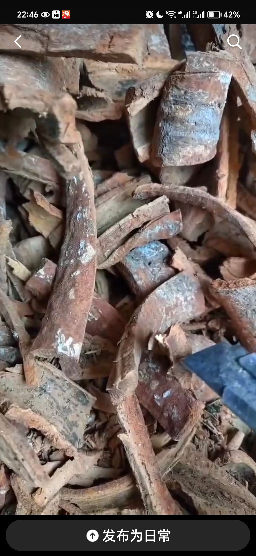紫油桂，油桂，长年供应，产地直销，质量保证。