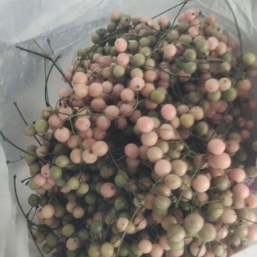 筠连县中药材地苦胆金果榄颗粒饱满出芽高，全国包邮。
