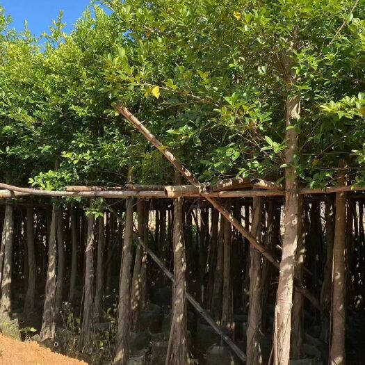 榕树，小叶榕5-30公分移植苗，