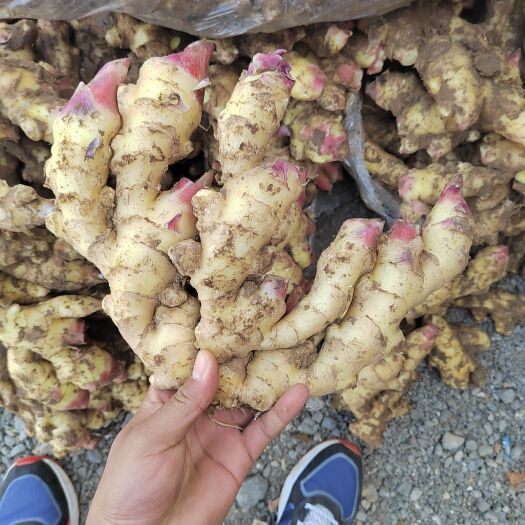 沂水县红牙鲜姜，产地直销