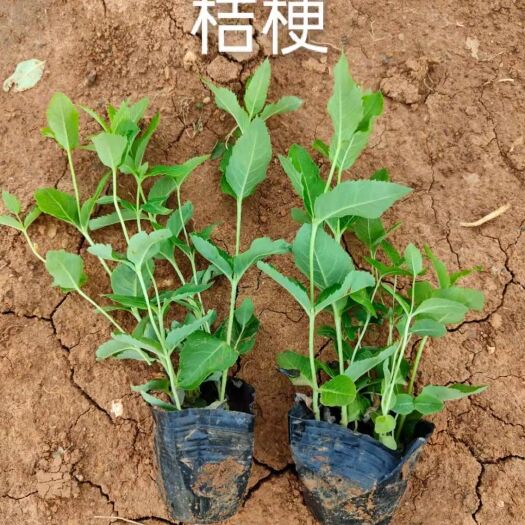 青州市桔梗花，绿化工程苗，容器苗杯苗种植基地批发价格，苗圃直发