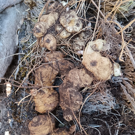鲜黄精