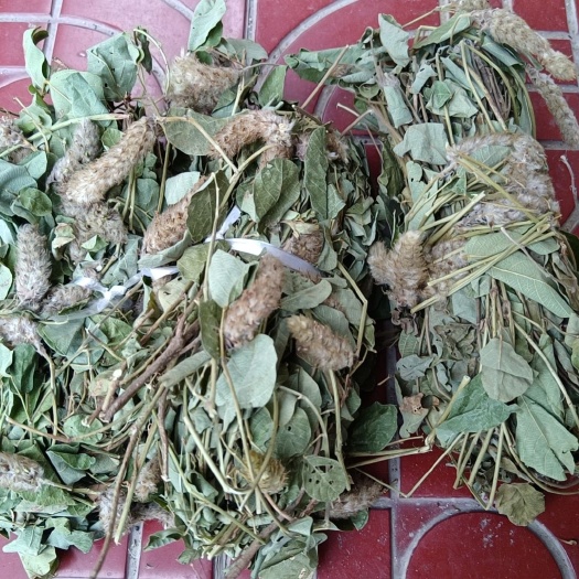 阳山县粤北清远阳山干货养咩香草