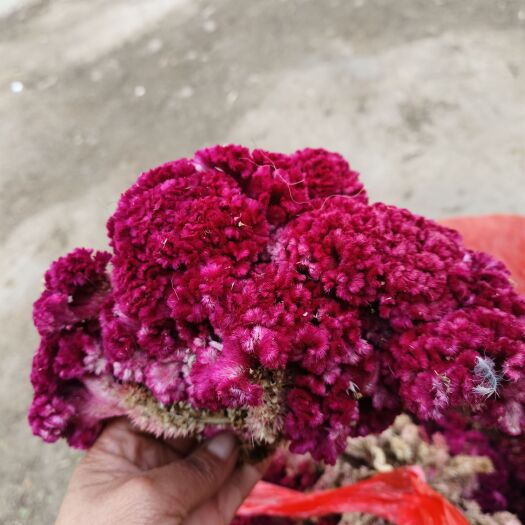 南召县鸡冠花又称火花血花鸡冠花干花一一一批发