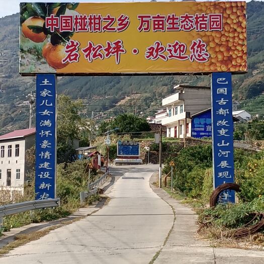 长阳县岩松坪椪柑，九月红，爱嫒果冻橙
