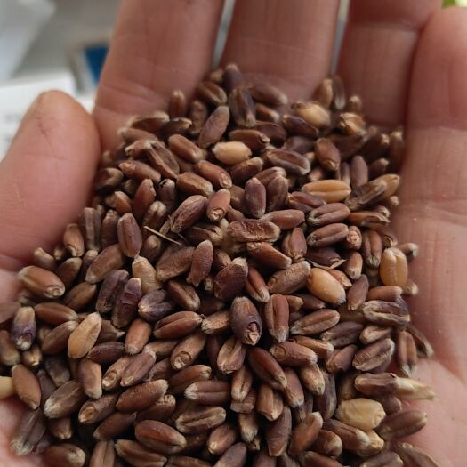 兰考县黑小麦营养丰富
