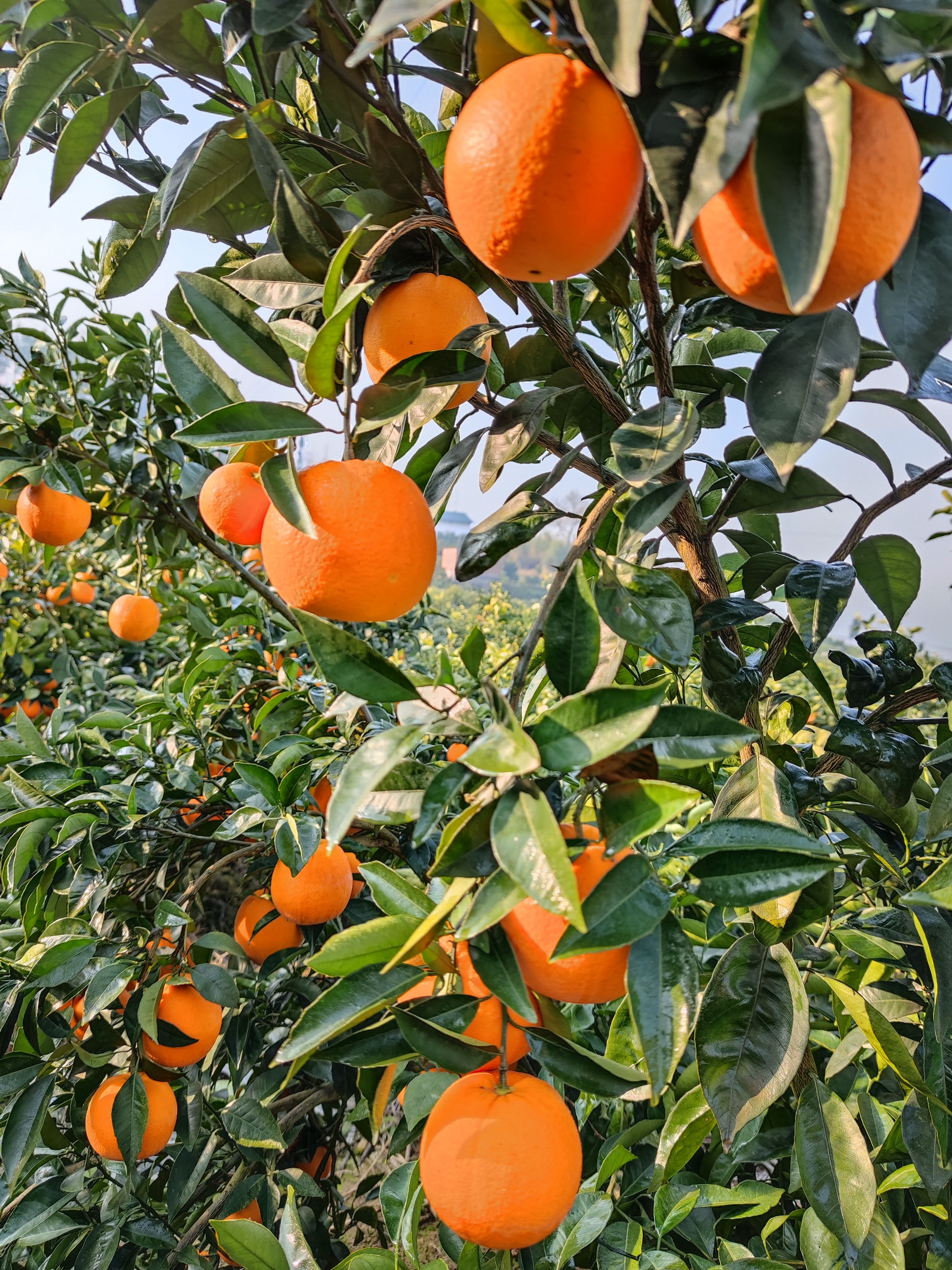 代办代发纽荷尔脐橙~甜橙。有20多年行业经验，欢迎合作