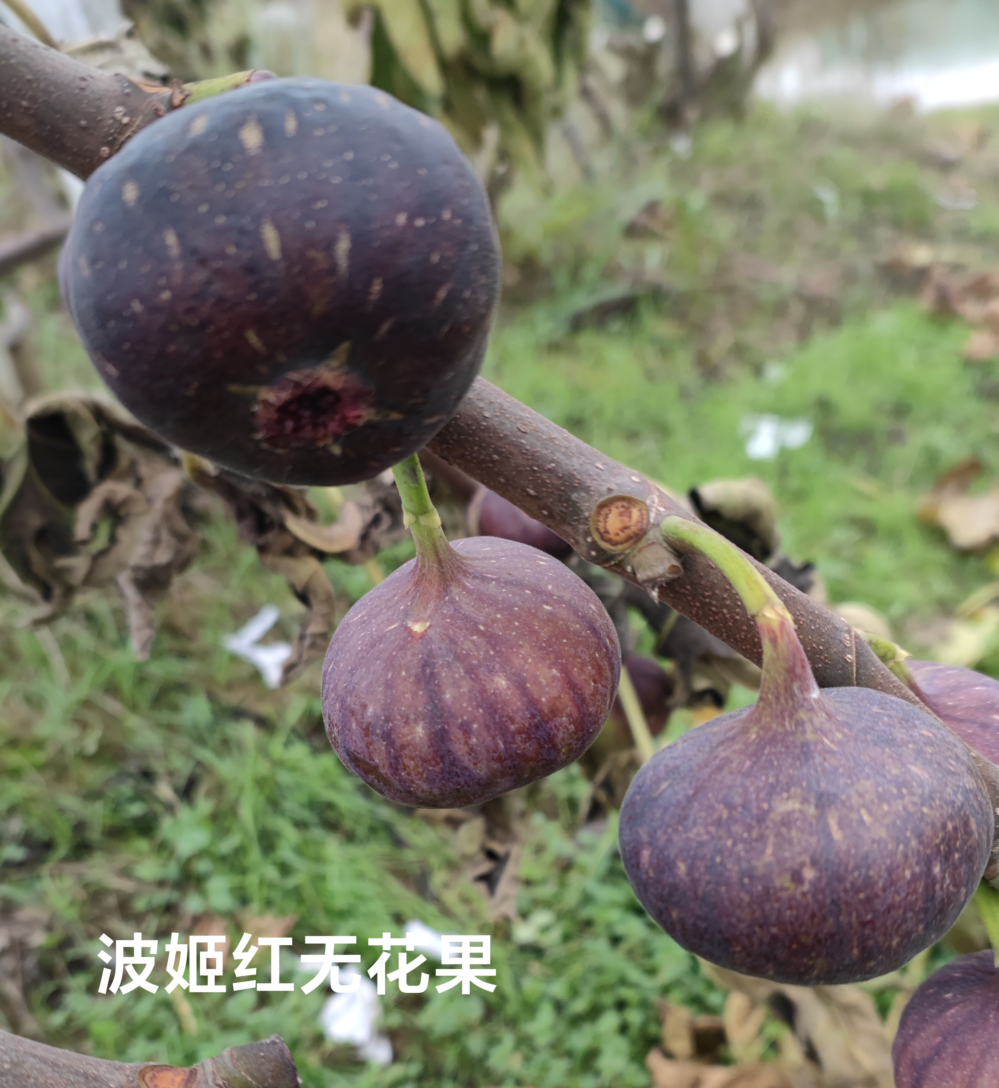 波姬红无花果苗 波姬红无花果，能防治腹泄，适合乡村采摘建园。