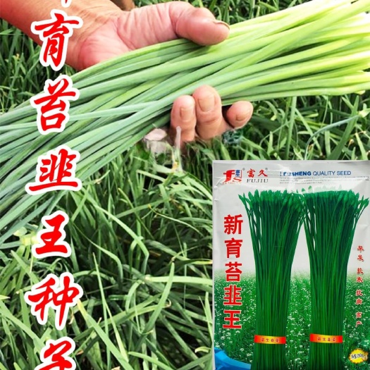 沭阳县新育苔韭王韭菜种子叶苔兼用型苔韭新品种早发抗病抗寒韭菜种子