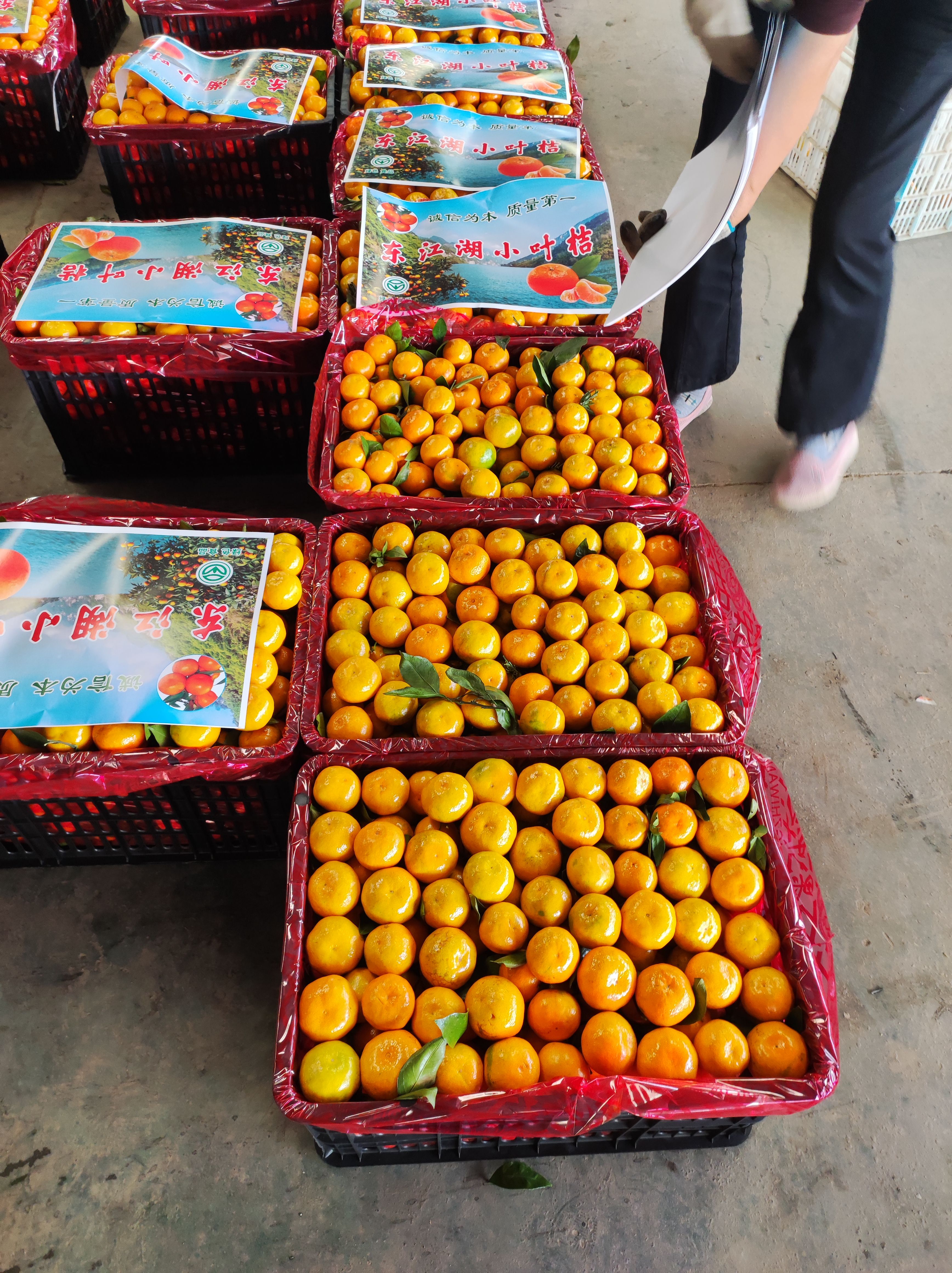 宜昌和砂糖橘一样一样甜的高山蜜橘走货高峰期啦！