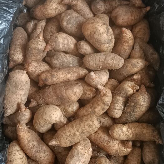 成都鲜天麻正当季，是这季节火爆产品，欢迎老总们订购