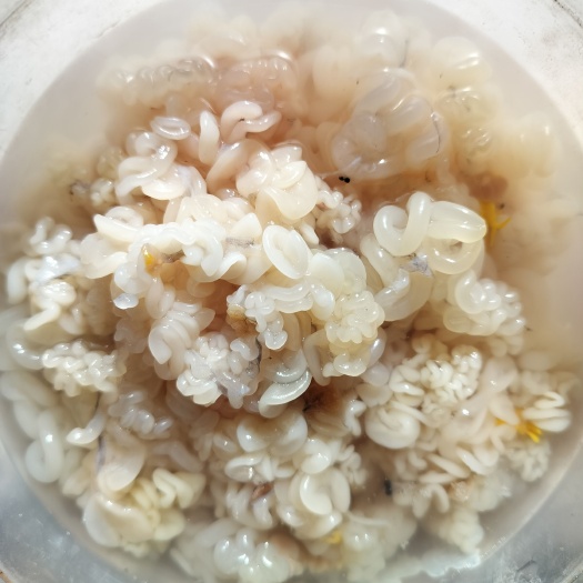 双辽市蛤蟆油