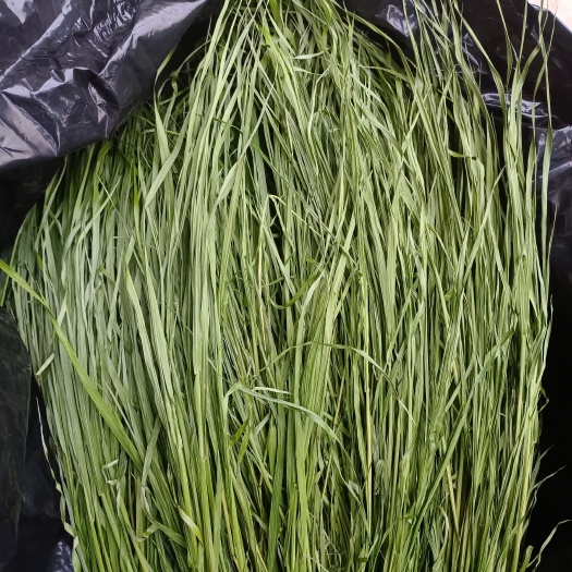 高原提摩西牧草，现烤，头茬，无穗