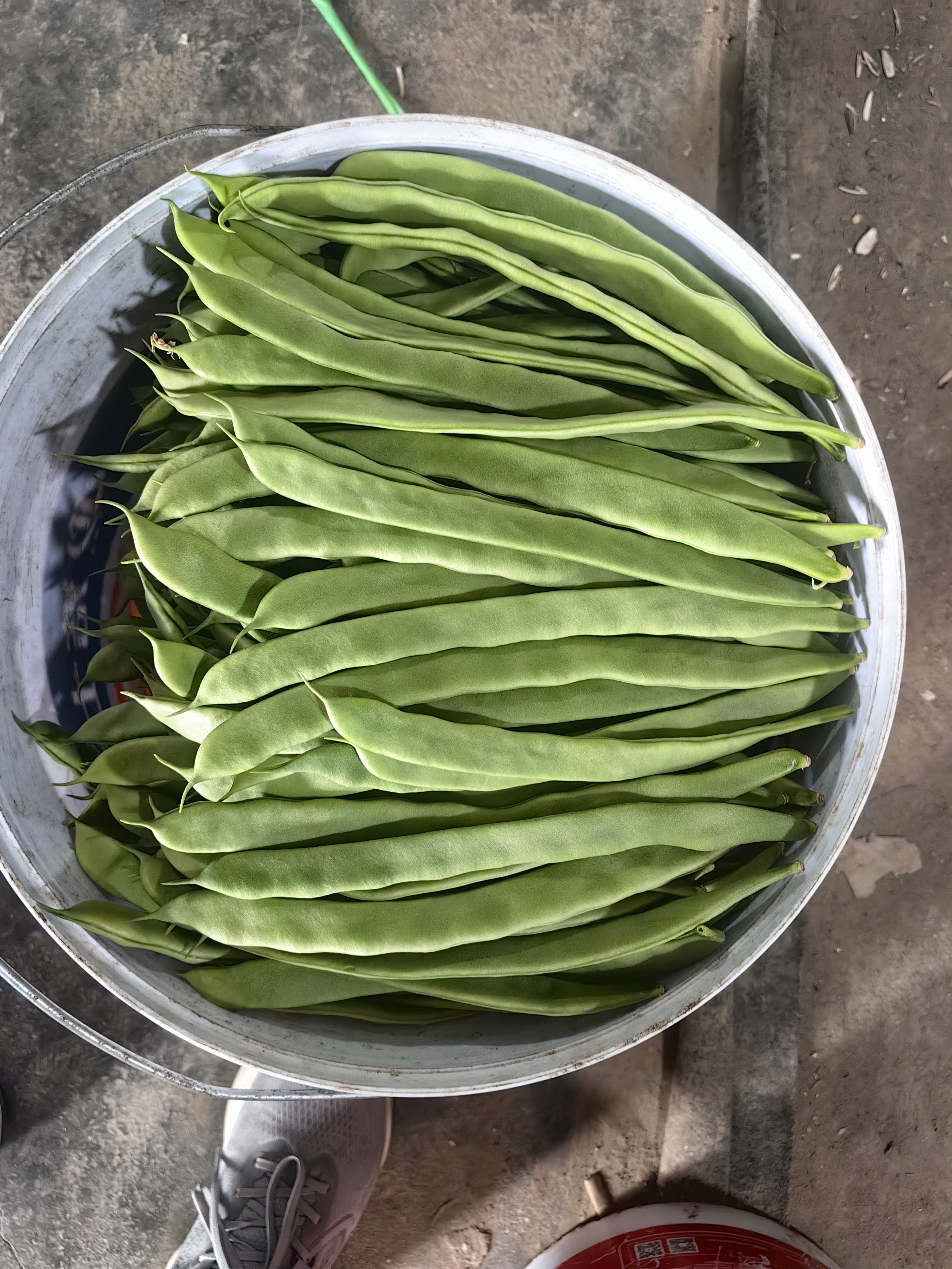 寿光扁青芸豆，芸豆，大扁，刀豆，翠绿新鲜，货源充足，质量稳定