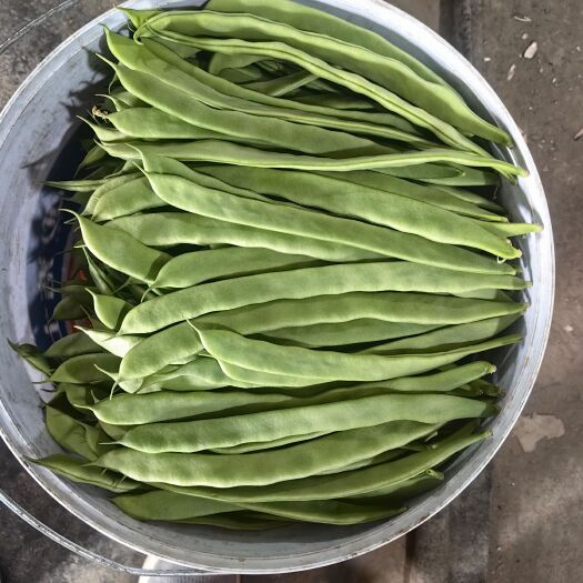 寿光市寿光扁青芸豆，高温棚种植，翠绿新鲜，货源充足，质量稳定