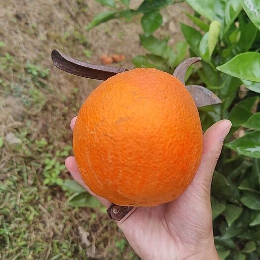 闽清县高山脐橙