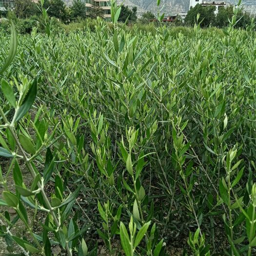 陇南油橄榄苗子