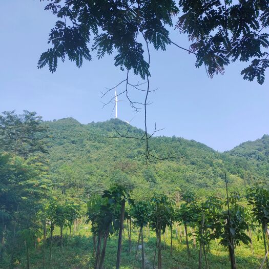 阳山县黄花风铃木