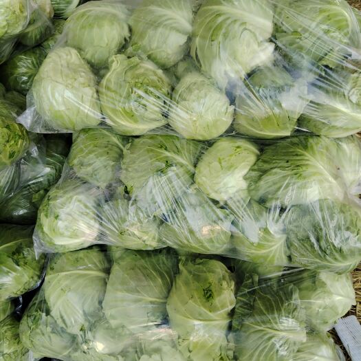 砀山县包菜 圆包菜 甘蓝 砀山县货源
