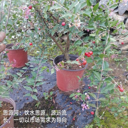 阳朔县小李樱桃、小叶金虎尾