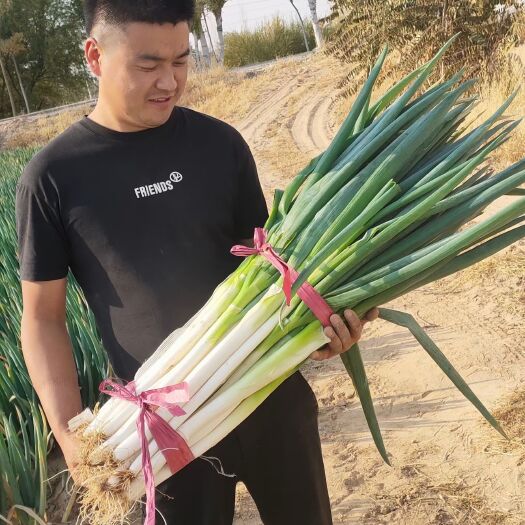 银川铁杆钢葱  好货，葱白长度45-50公分