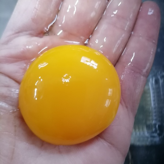 泊头市种蛋