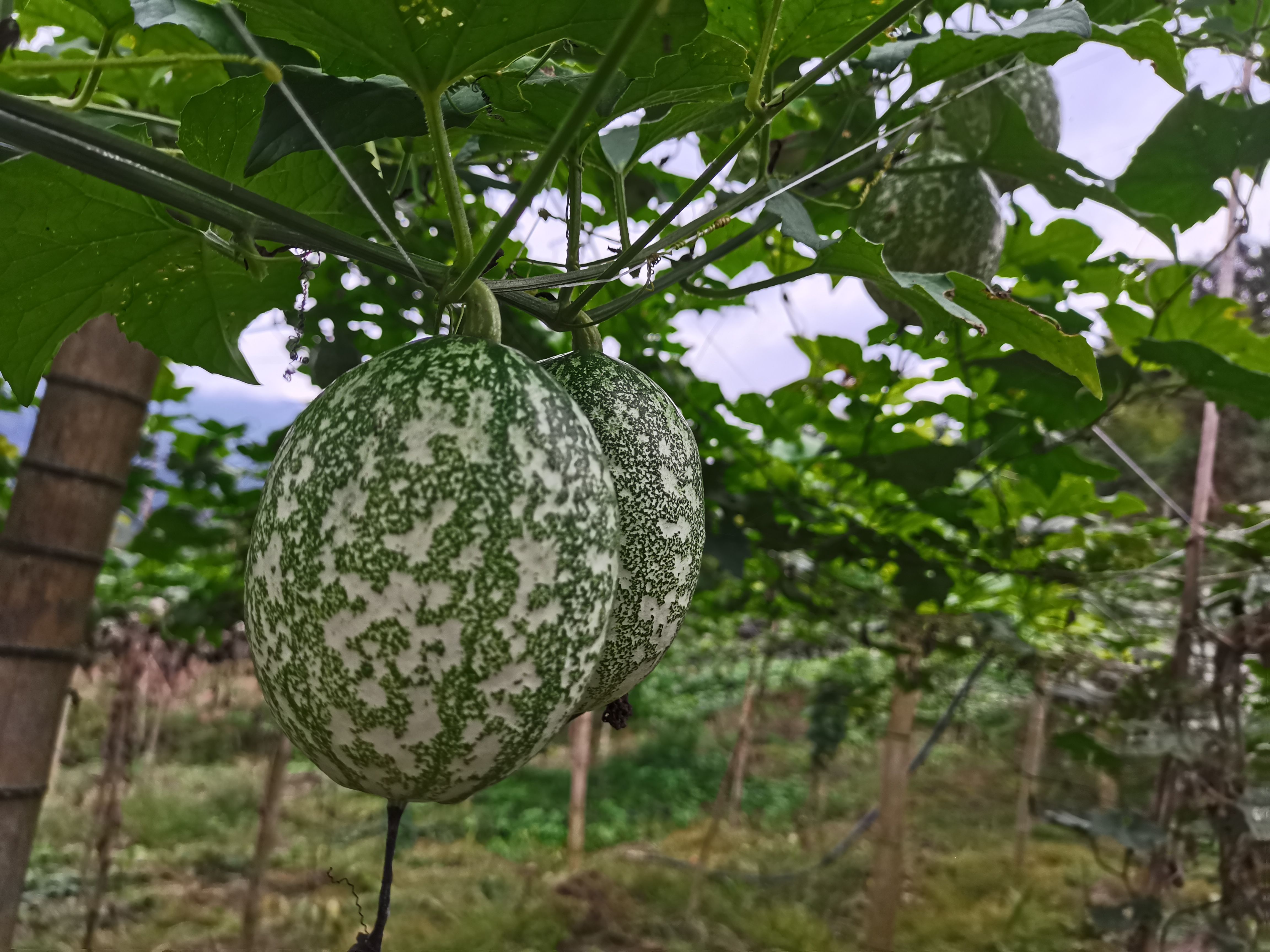 吊瓜子