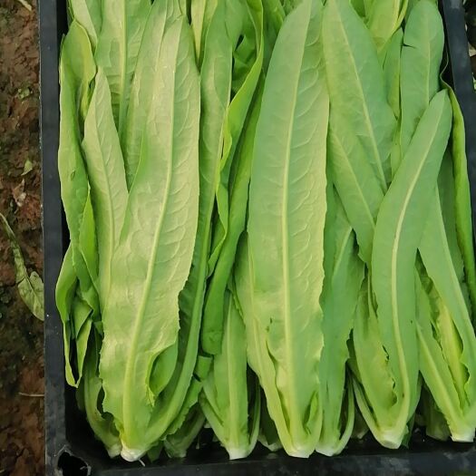 邯郸常年有精品油麦菜