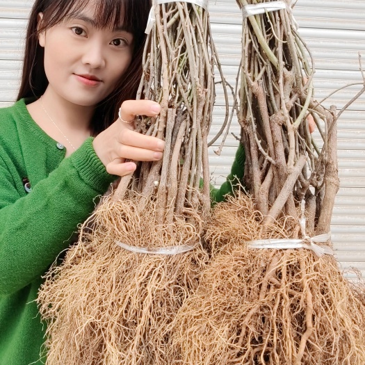 苍溪县水杨桃苗，根系发达，可用来嫁接各种猕猴桃苗