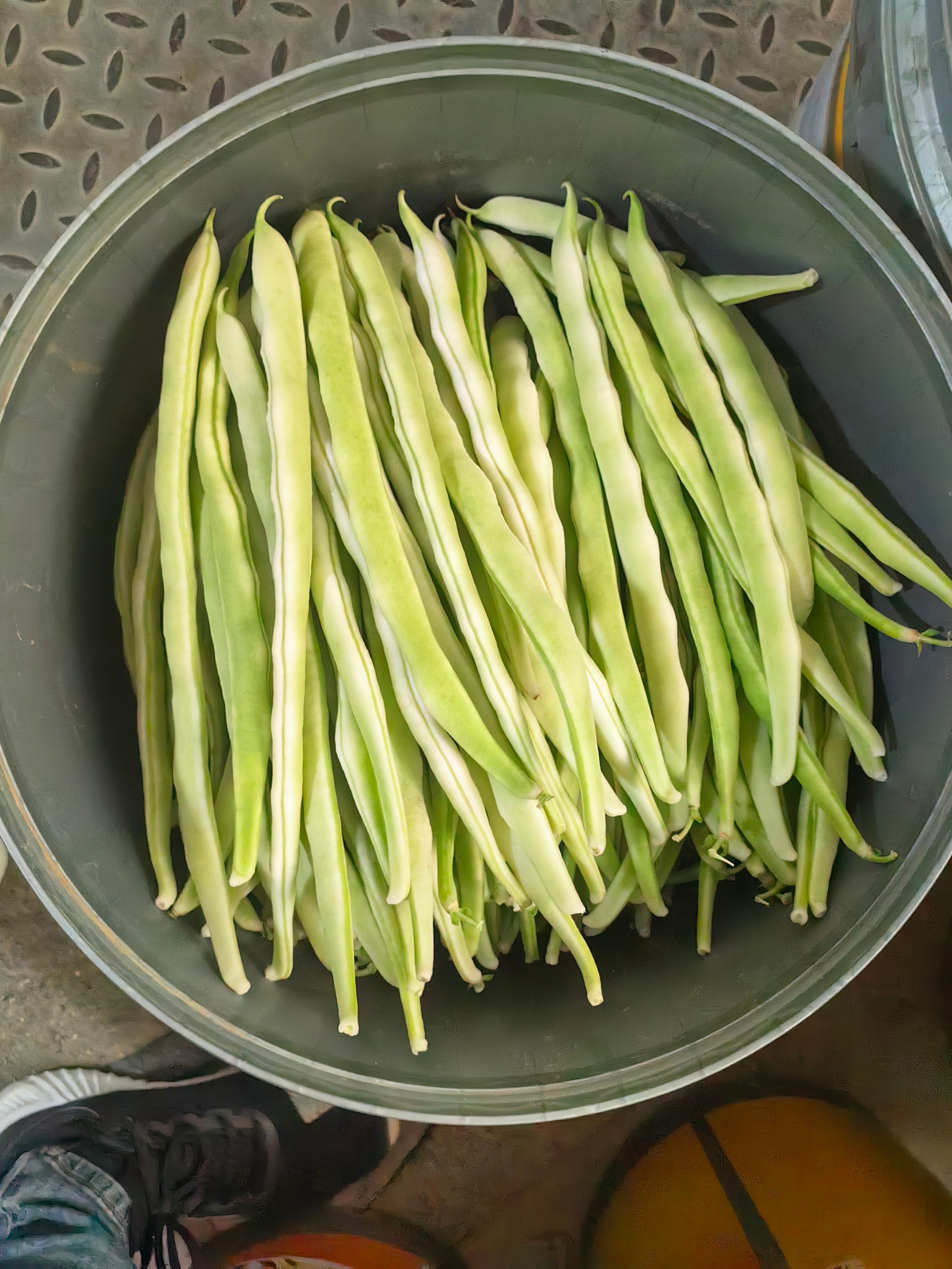 寿光白芸豆，老来少芸豆，二混子，高温棚种植，货源稳定