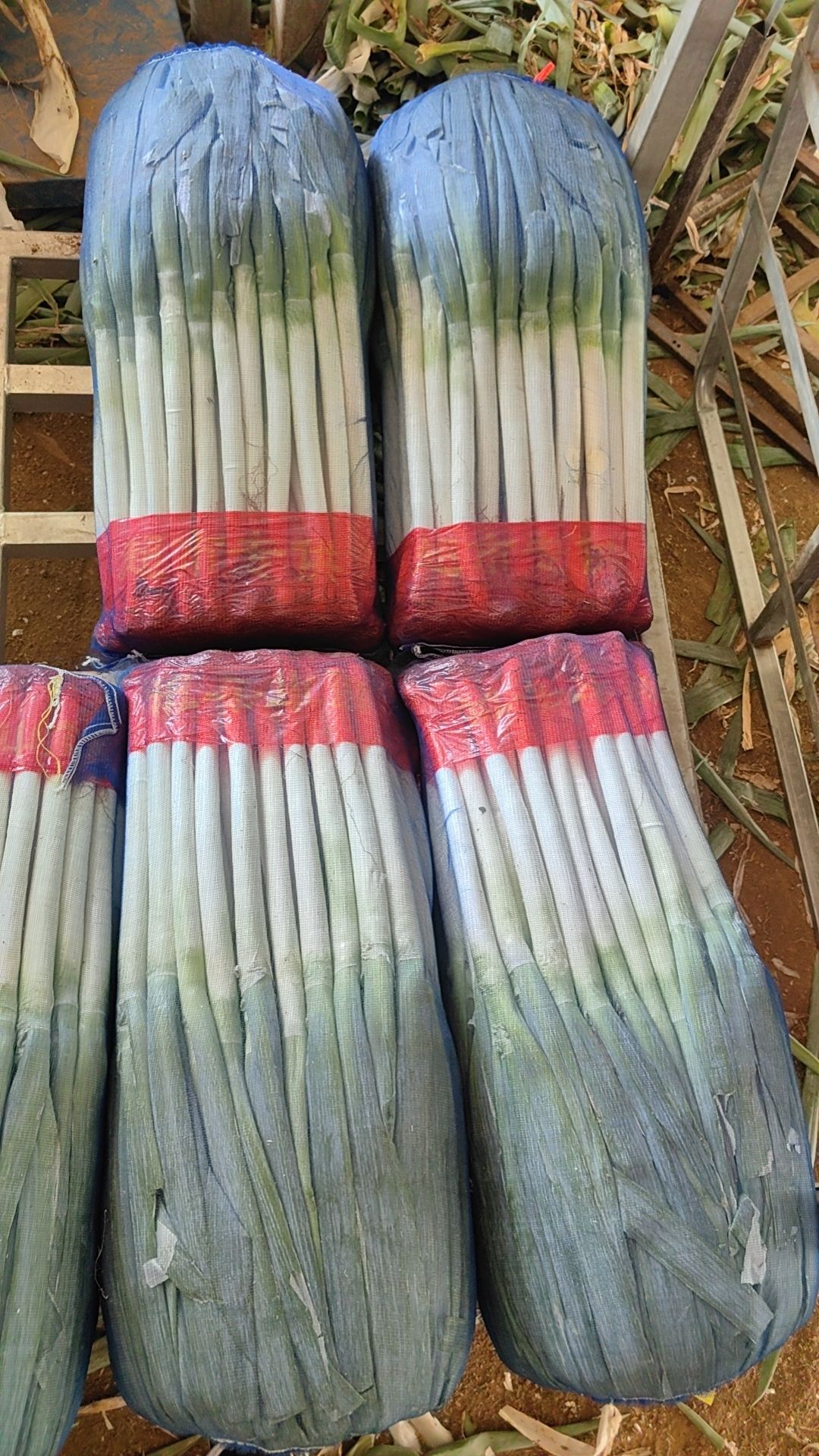 寿光铁杆大葱，现场加工，货源充足，质量稳定