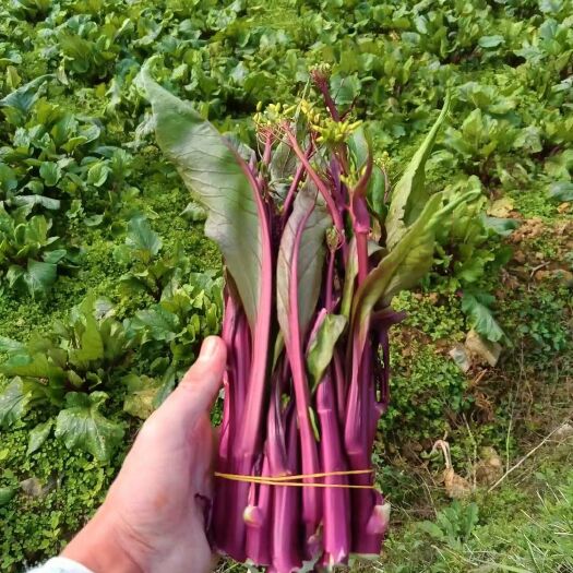 红菜苔新鲜采摘当季新品上市