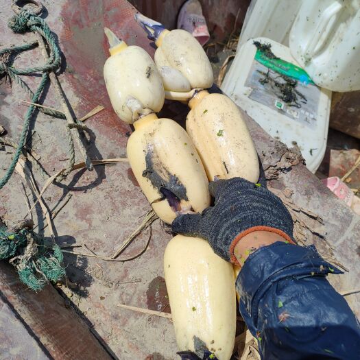 沭阳县3735等品种莲藕