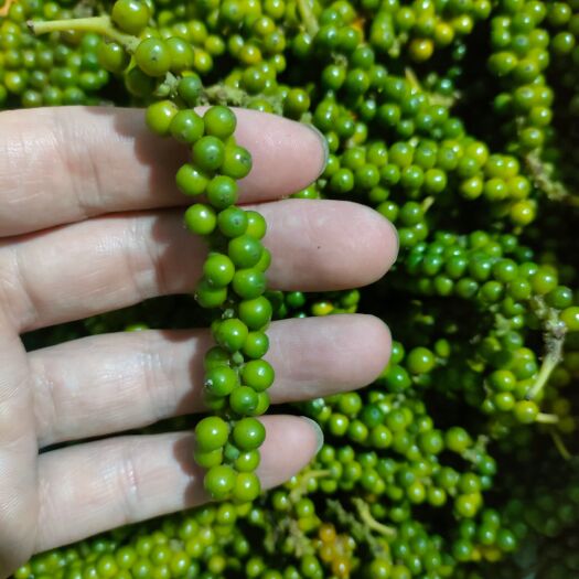 昆明泰国青胡椒山胡椒