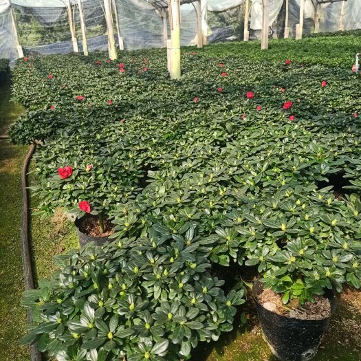 漳平市杜鹃花(杨梅红出售)