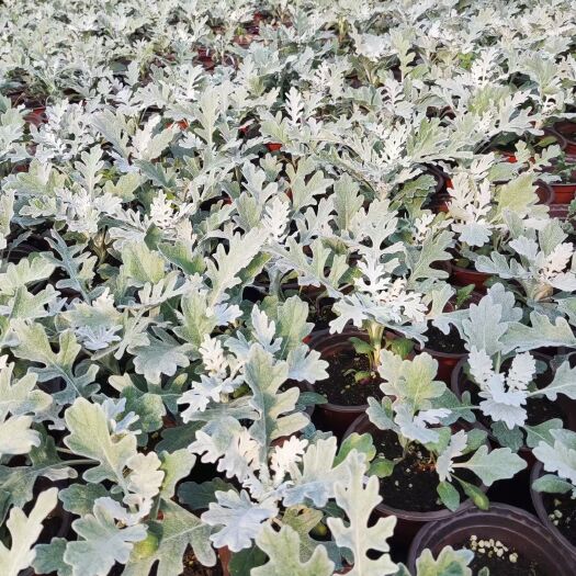嘉善县银叶菊